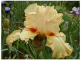 Grand Canari
