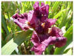 Royston Rubies