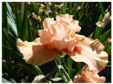 Simply Coral