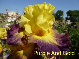 Purple And Gold