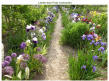 Melody Of Spring