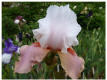 Sugar Magnolia