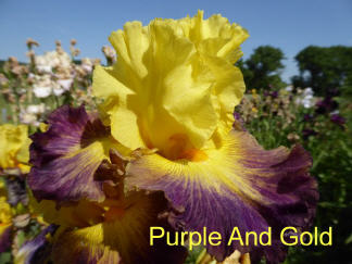 Purple And Gold