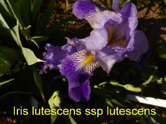 Iris latifolia