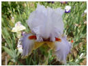 Scented Wonder
